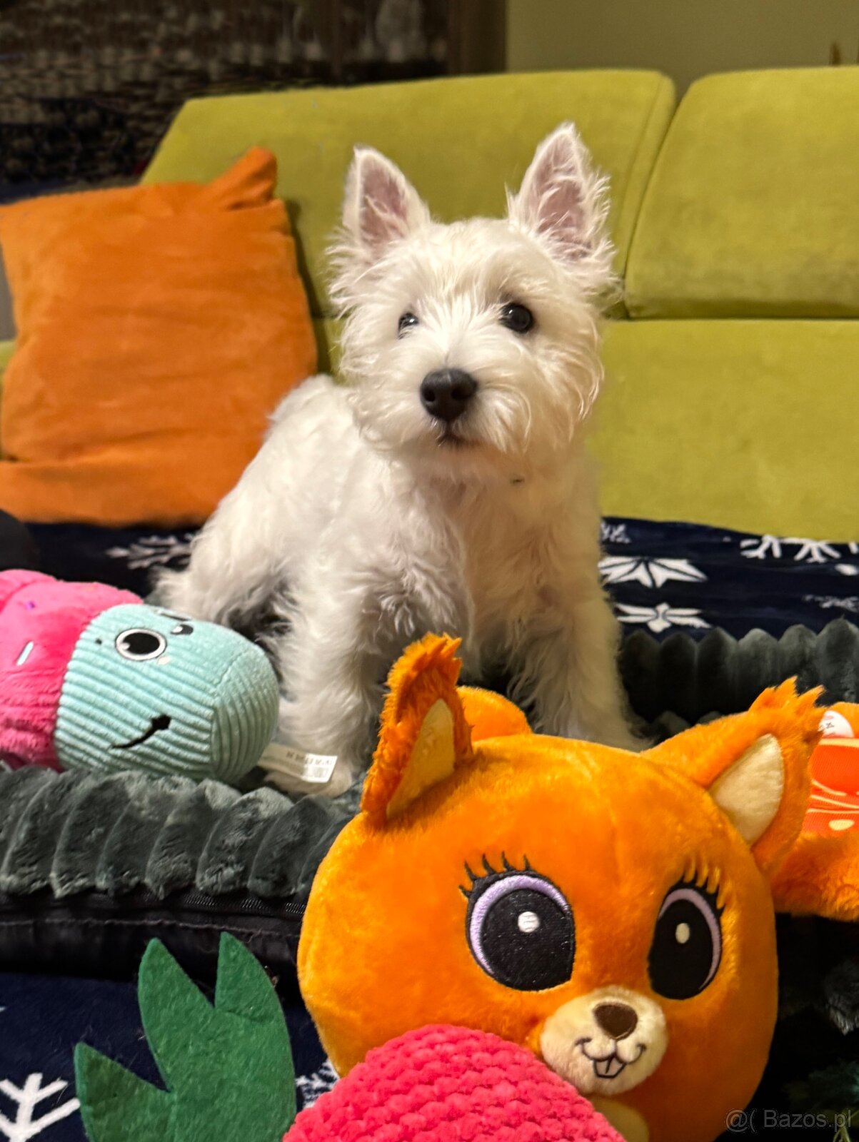 West Highland White terrier - 5
