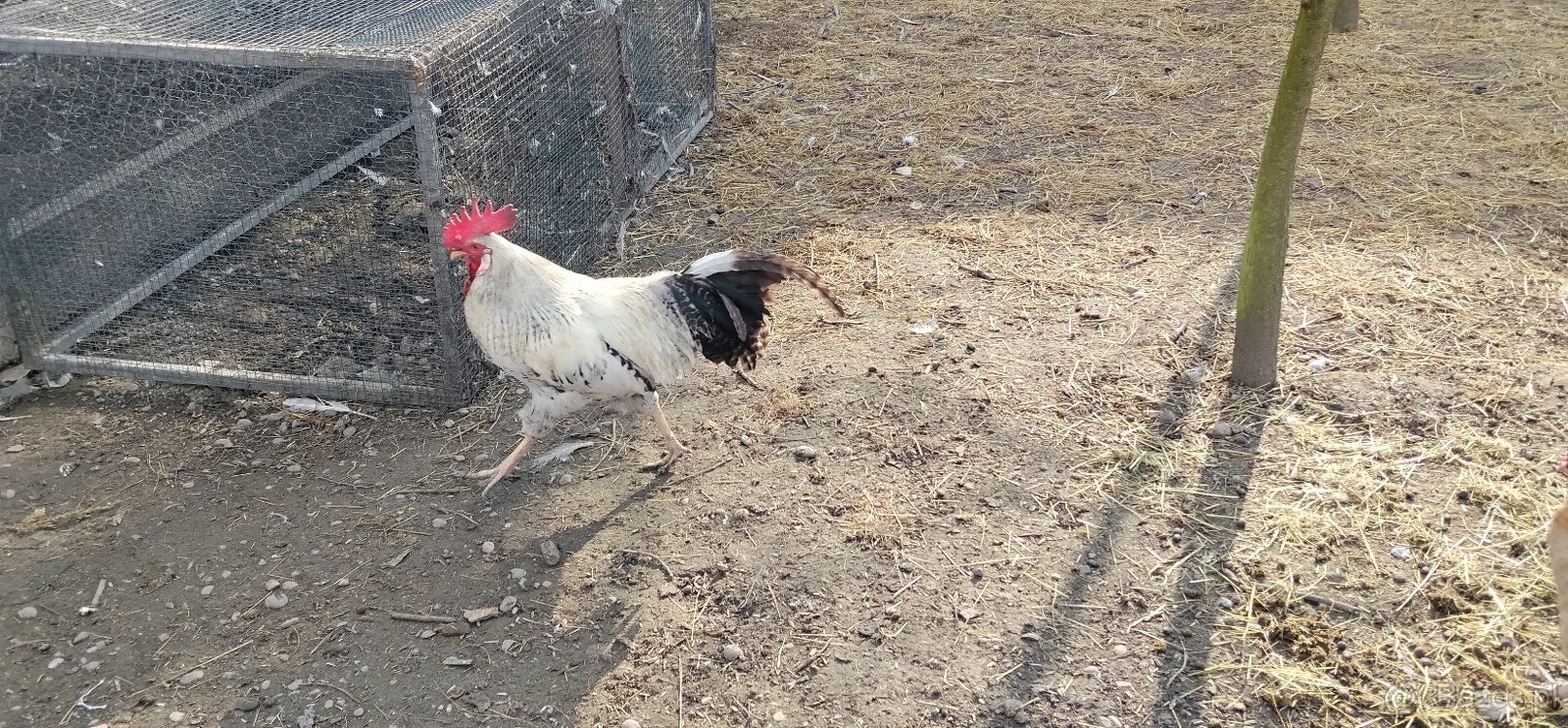 Koguty włoszki, legbary 25r. - 5