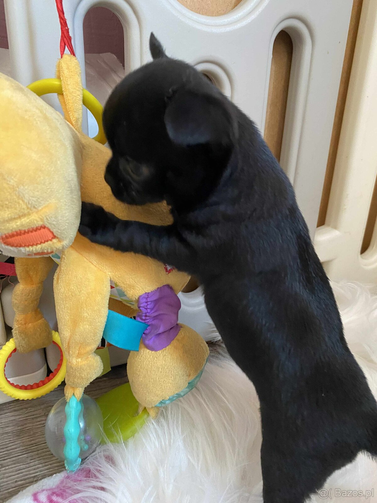 CHIHUAHUA ŚLICZNA CZARNA SUNIA MAMBA - 5