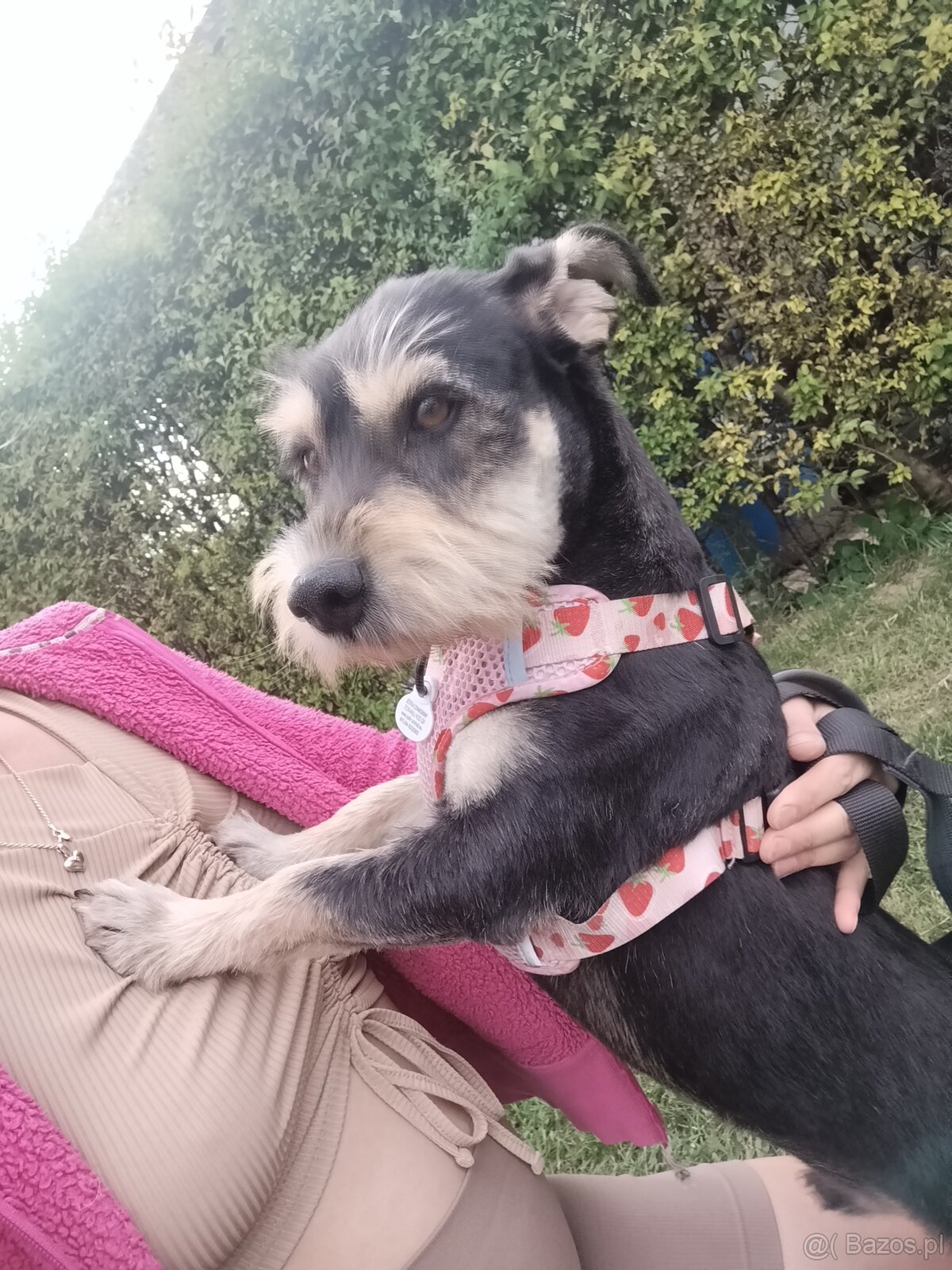 Zenio PILNIE szuka nowego domu - 5