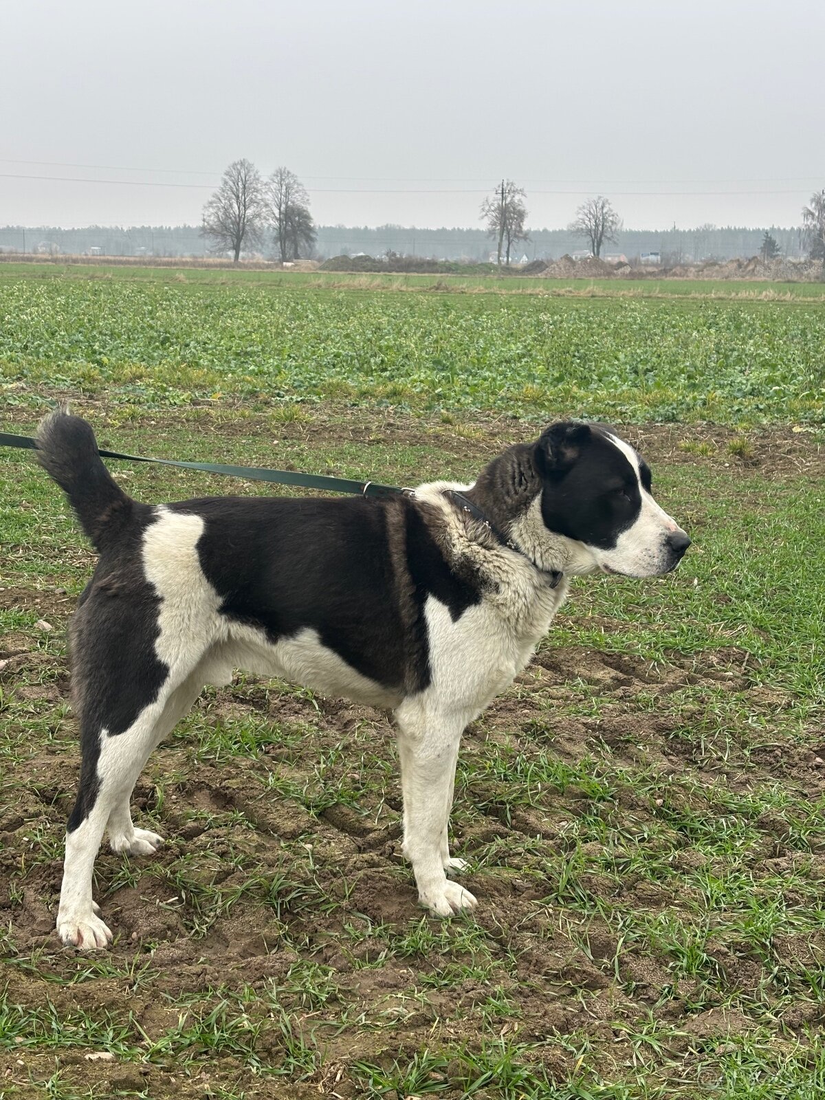 Owczarek środkowoazjatycki alabai - 5