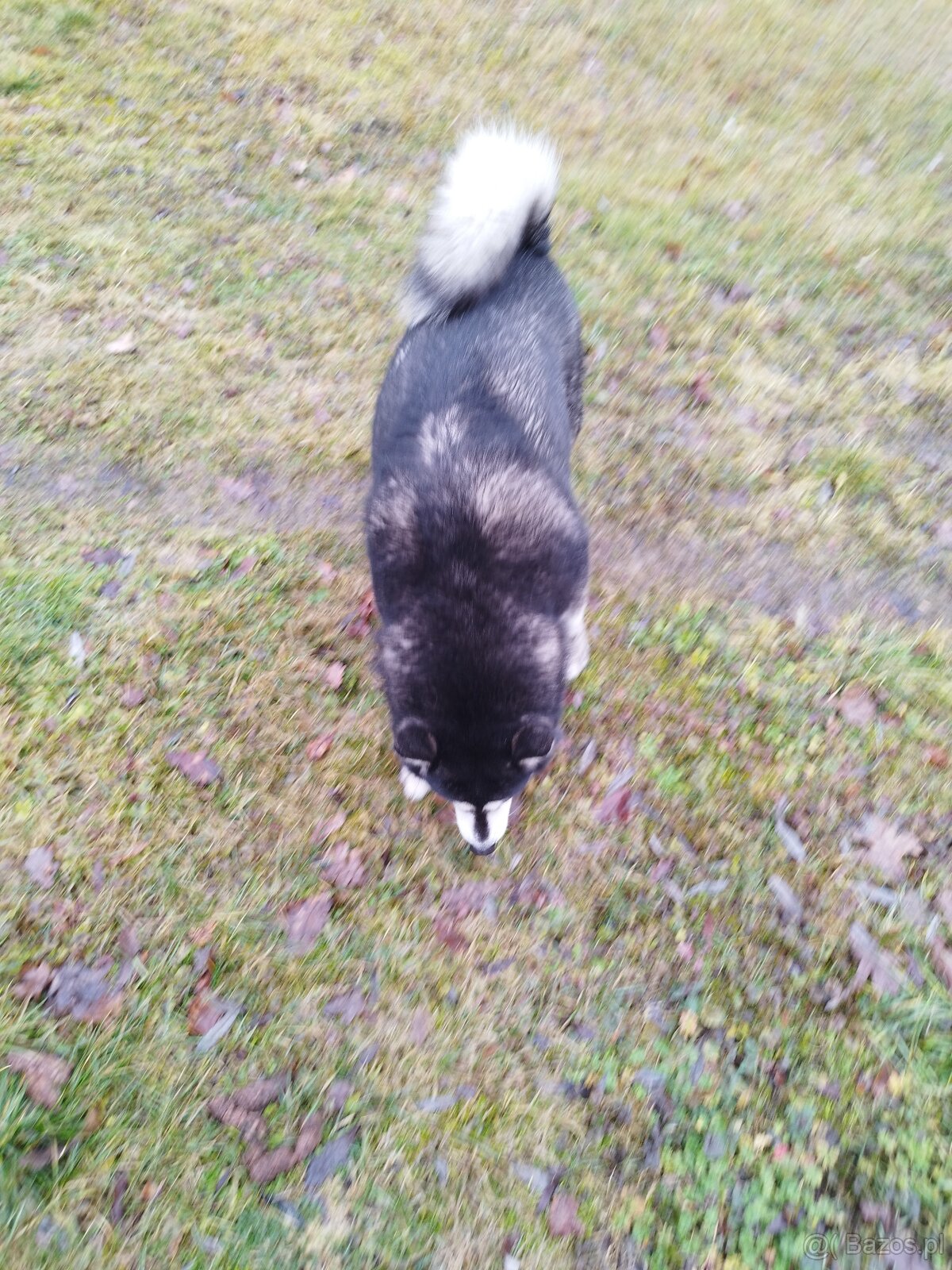 Alaskian Malamut - 5