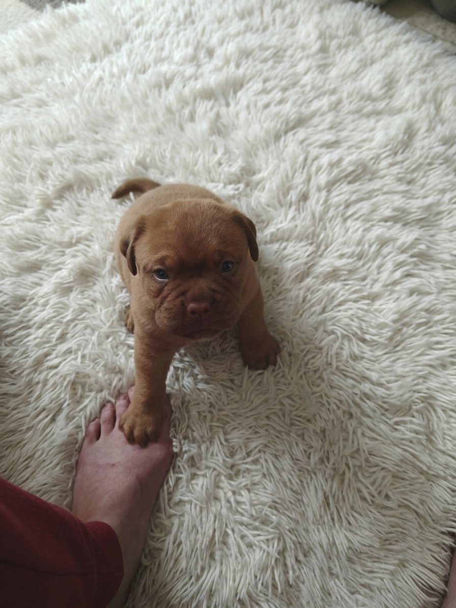 Szczenięta Dogue de Bordeaux FCI - 5