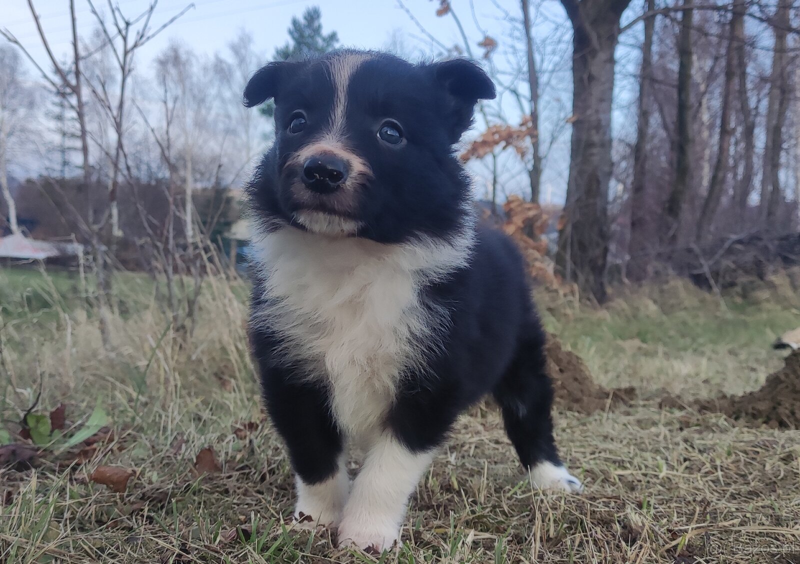 Piękna Rasowa Suczka Border Collie, szczenię z pełną dok. - 5