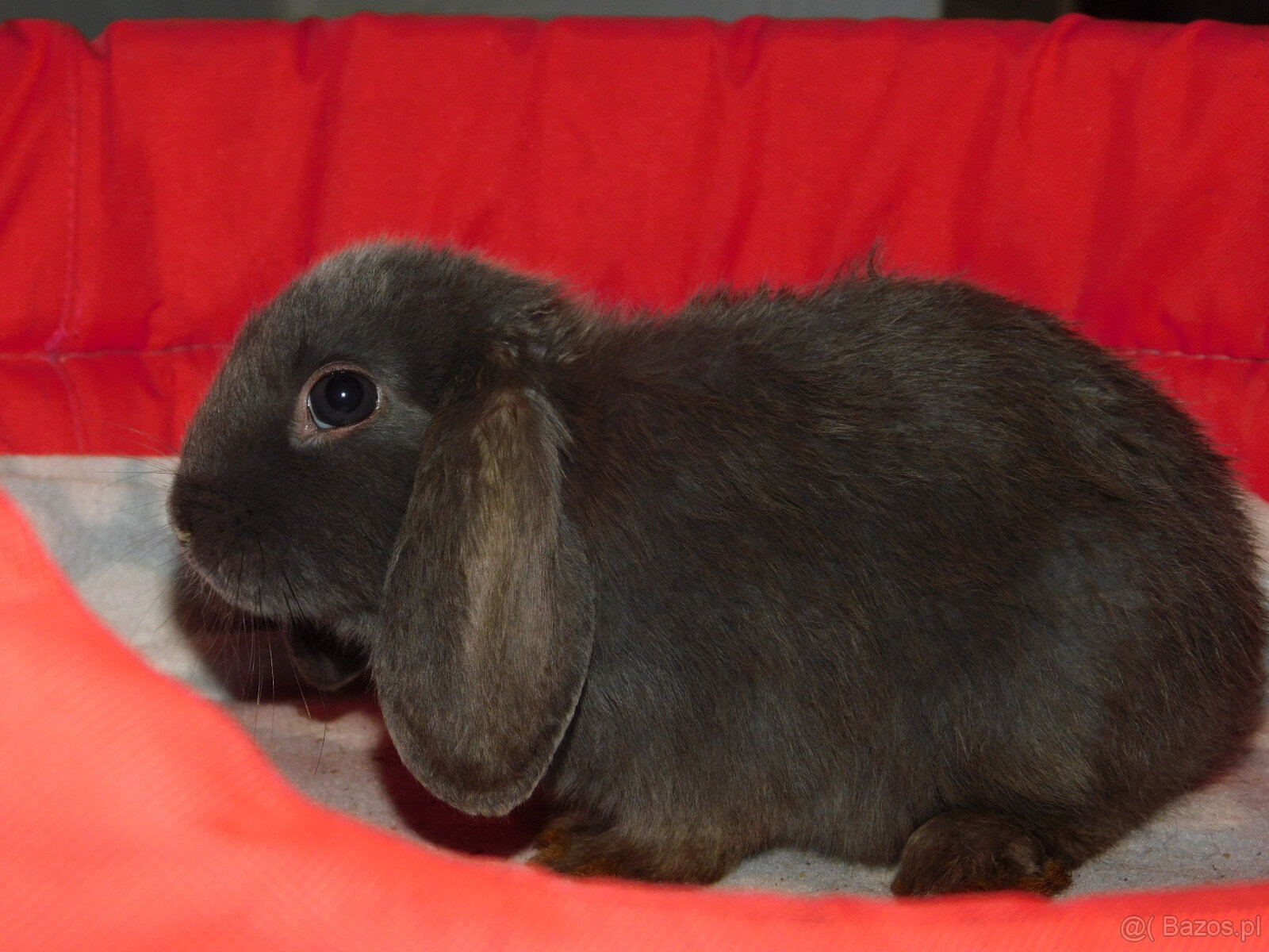 Niebieskie baranki mini lop - 5