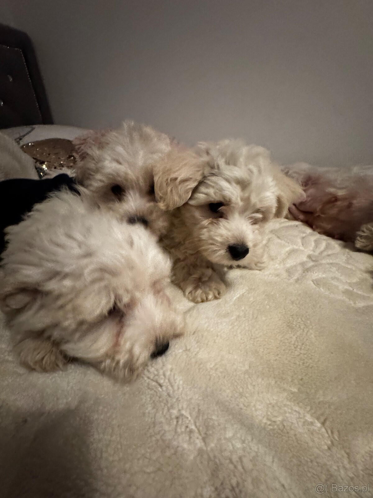 Szczeniaki – mix West Highland White - 5