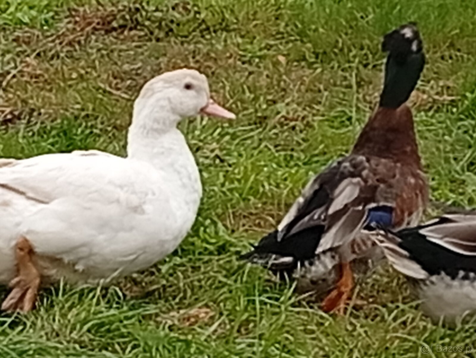 Sprzedam gęsi oraz kaczki - 5