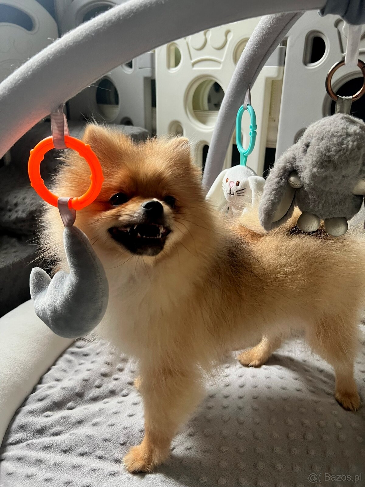 Pomeranian, szpic miniaturowy - suczka ORANGE - 5