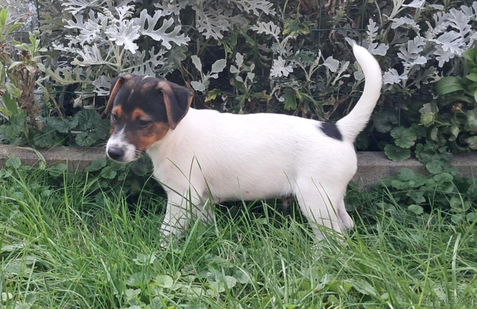 Jack Russell Terrier - 5