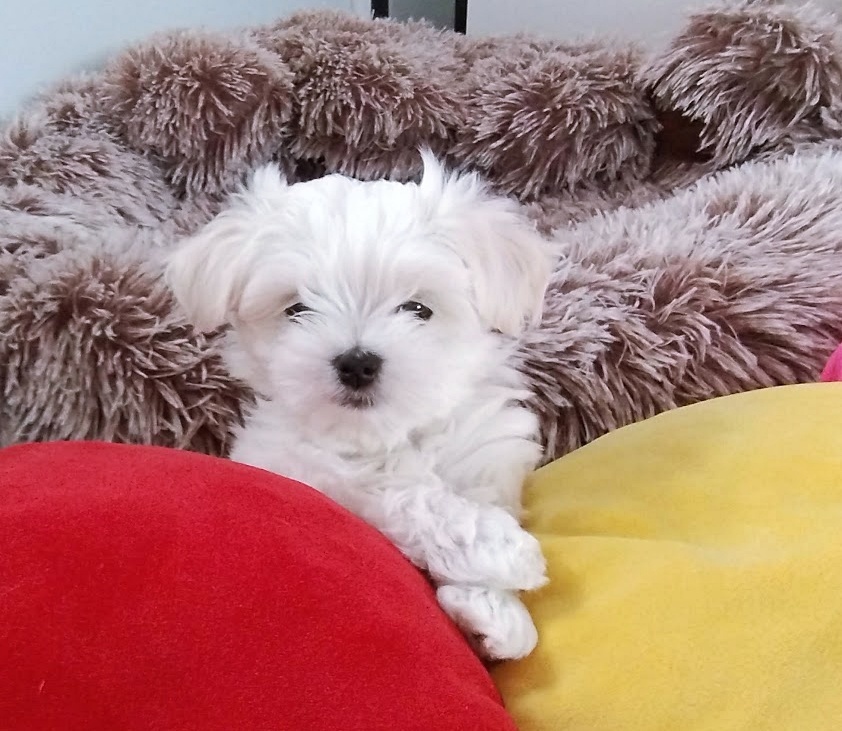 Maltańczyk szczenię boy - 5