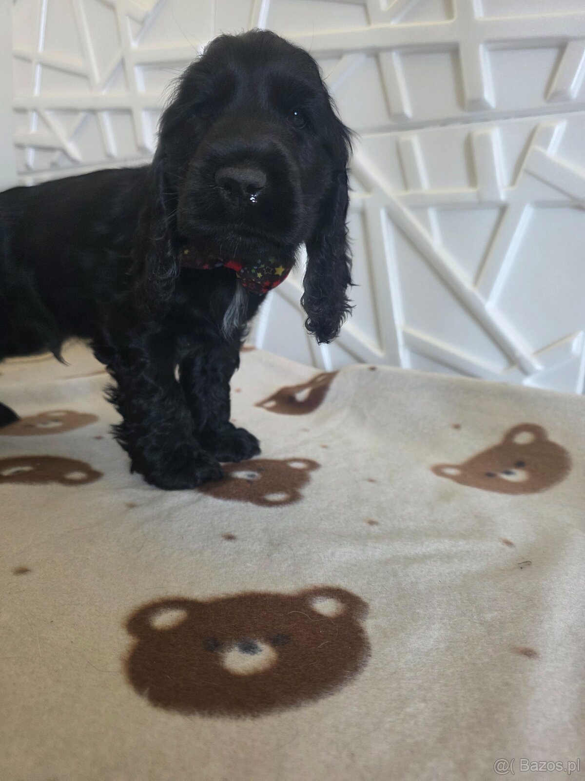 Cocker spaniel angielski - 5