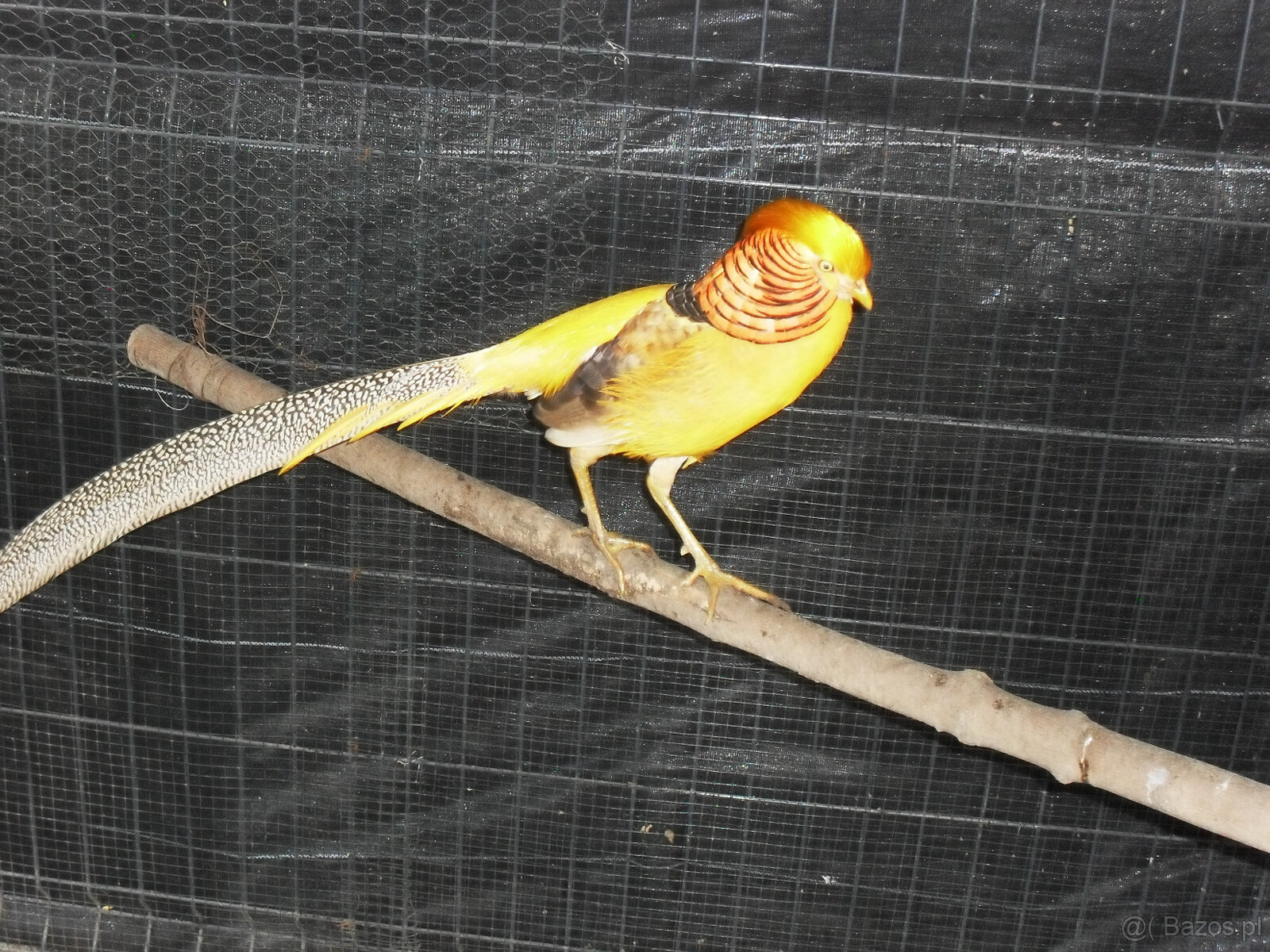 sprzedam młode bażanty - 5