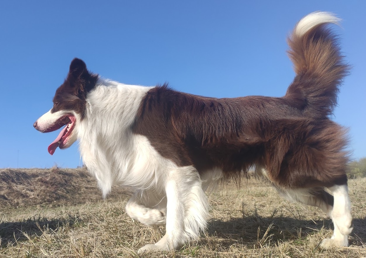 Wspaniały Pies FABIO - BORDER COLLIE z pełną dok. super rodz - 5