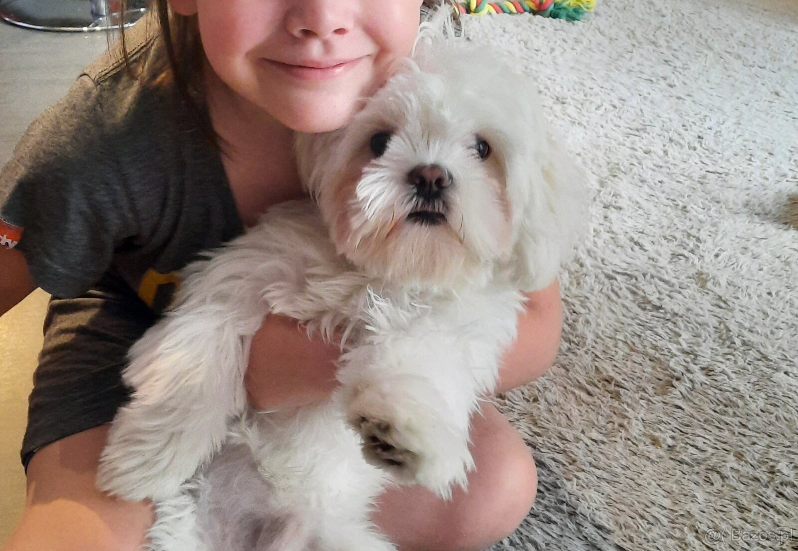 Maltanczyk + shih tzu piesek - 5