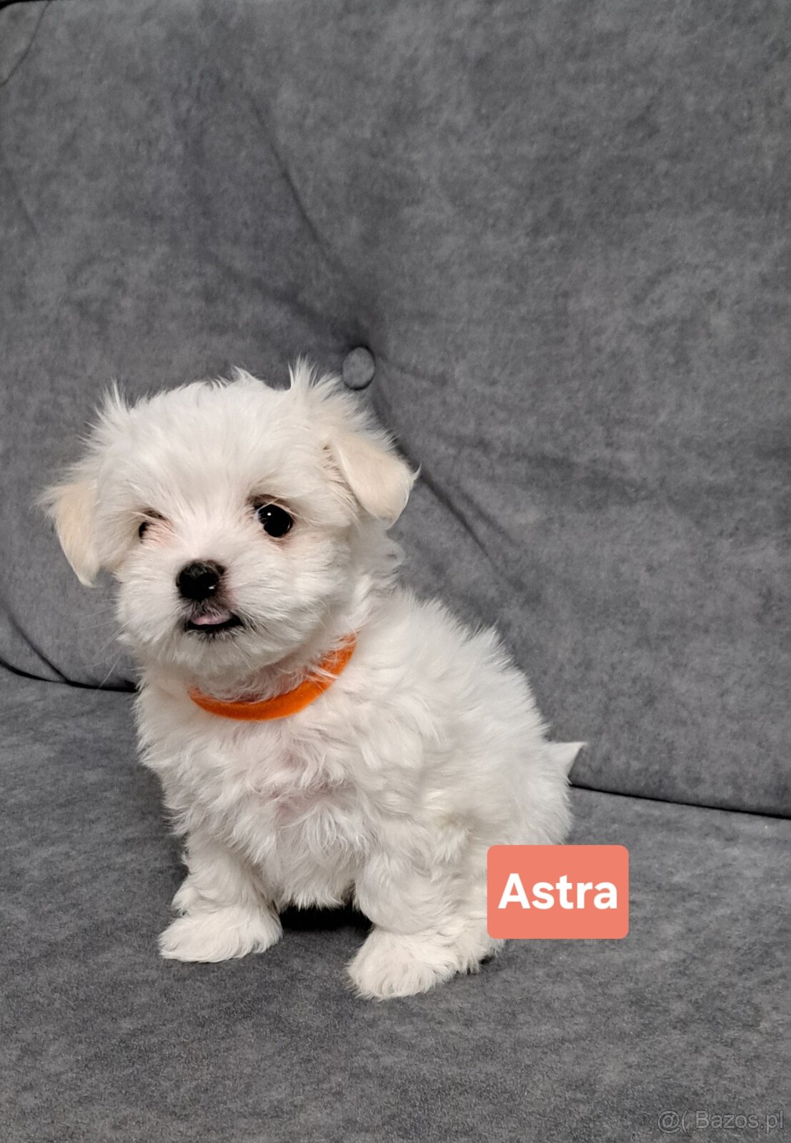 Maltańczyki suczki - 5