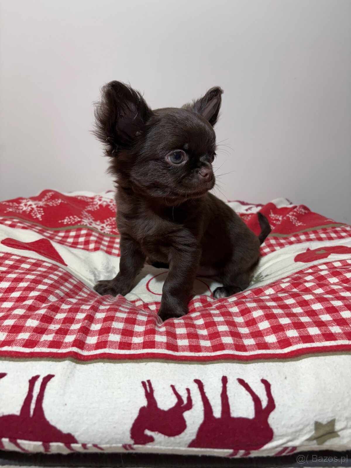 Chihuahua długowłosy czekoladowy - 5