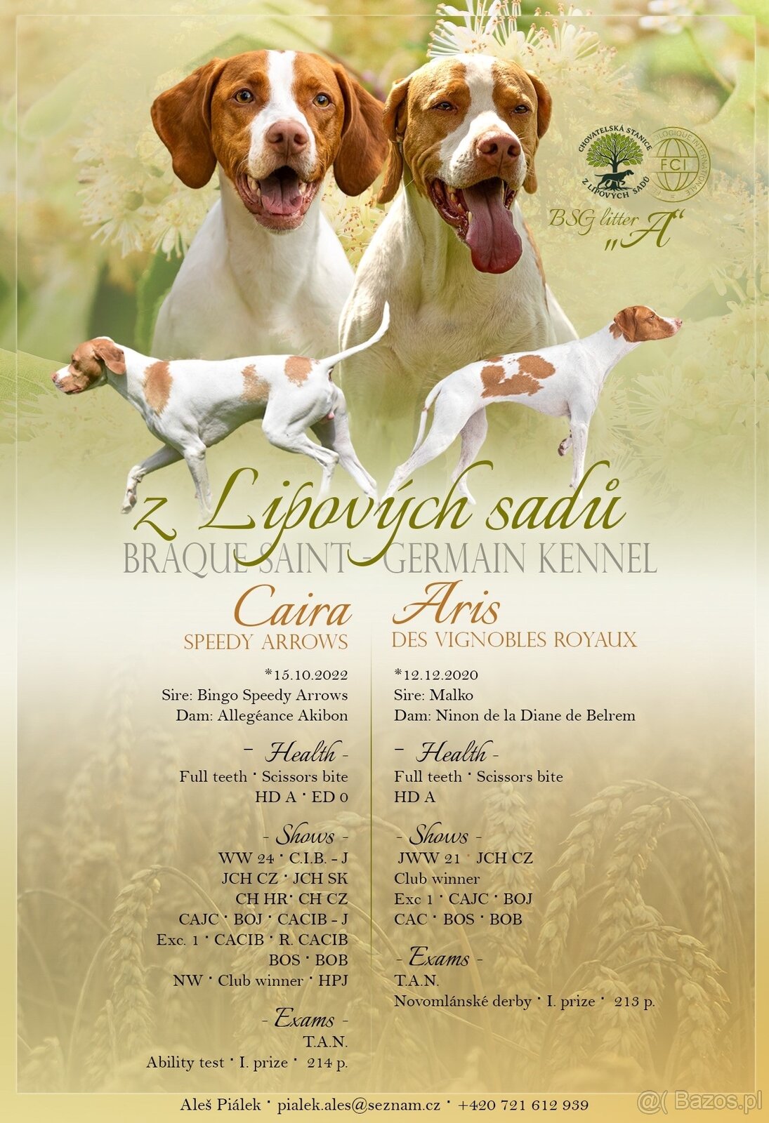 Braque saint-germain - 5