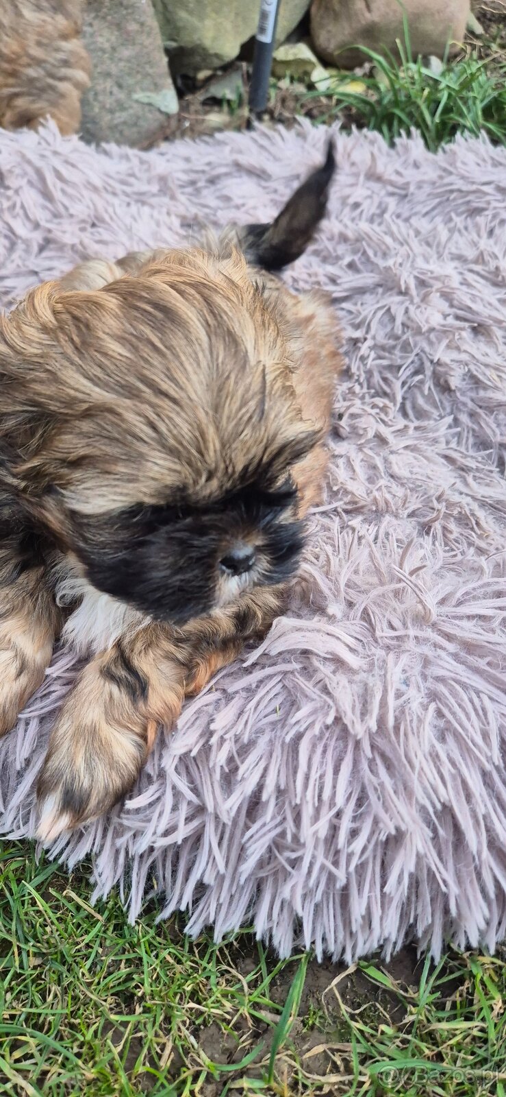 Shih tzu szuka domku - 5