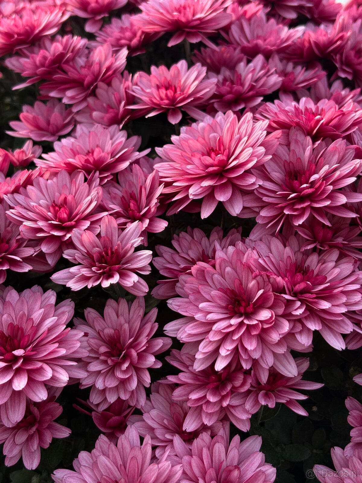 Sprzedam chryzantemy - 5