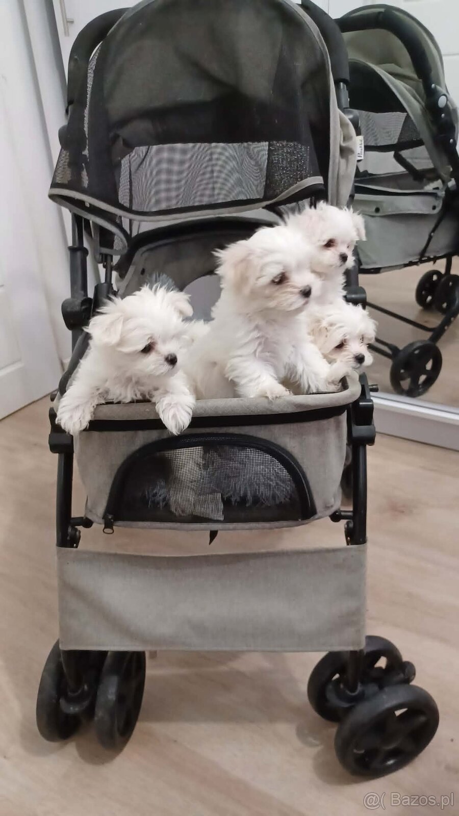 Maltańczyk Royal Maltese - 5