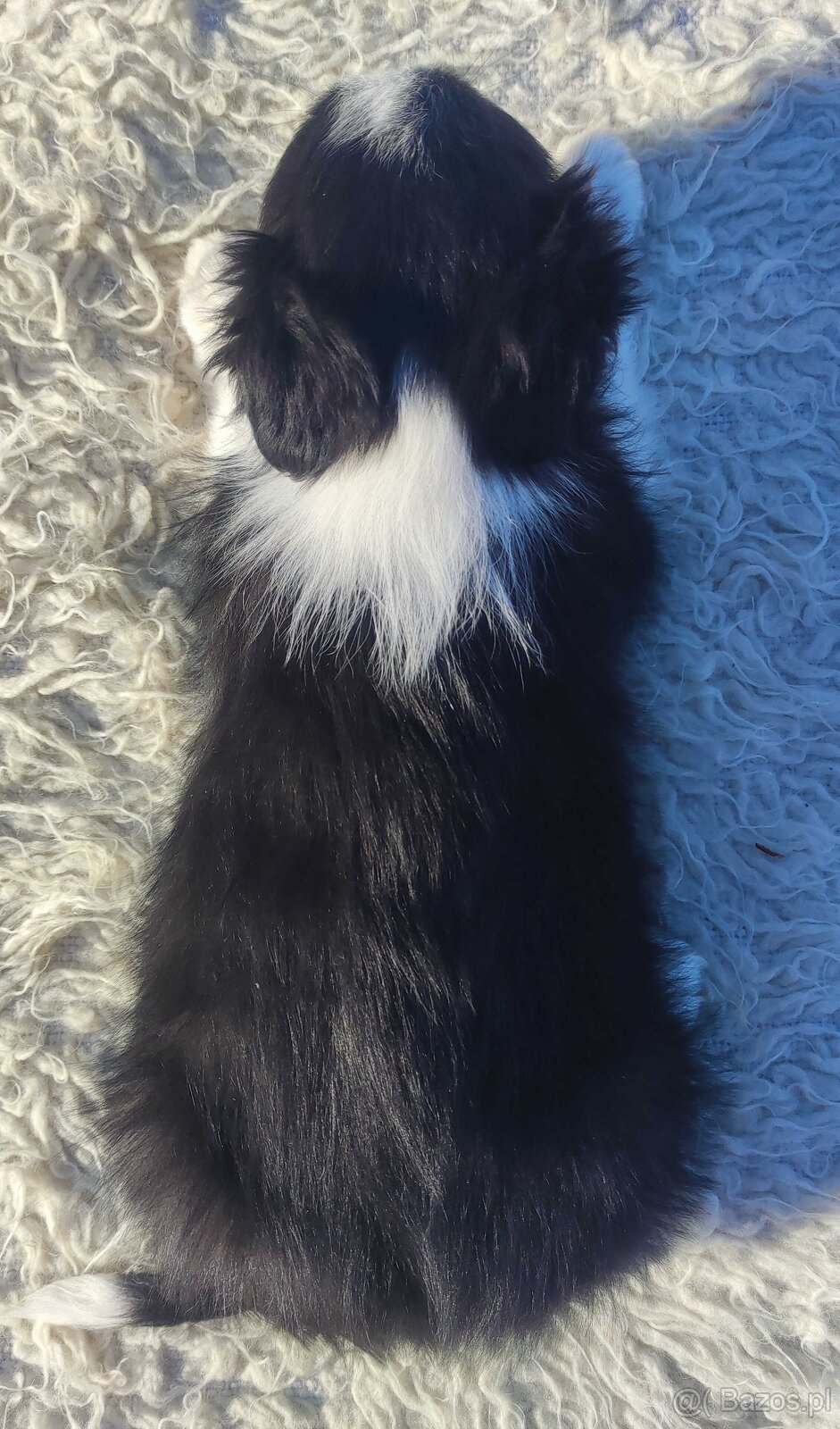 Rasowy BORDER COLLIE z prof. Hodowli, Pies z pełną dok. - 5