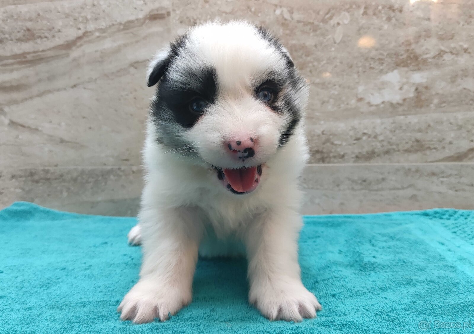 Pies SZOGUN Border Collie rasowy z hodowli z dokumentami do - 5