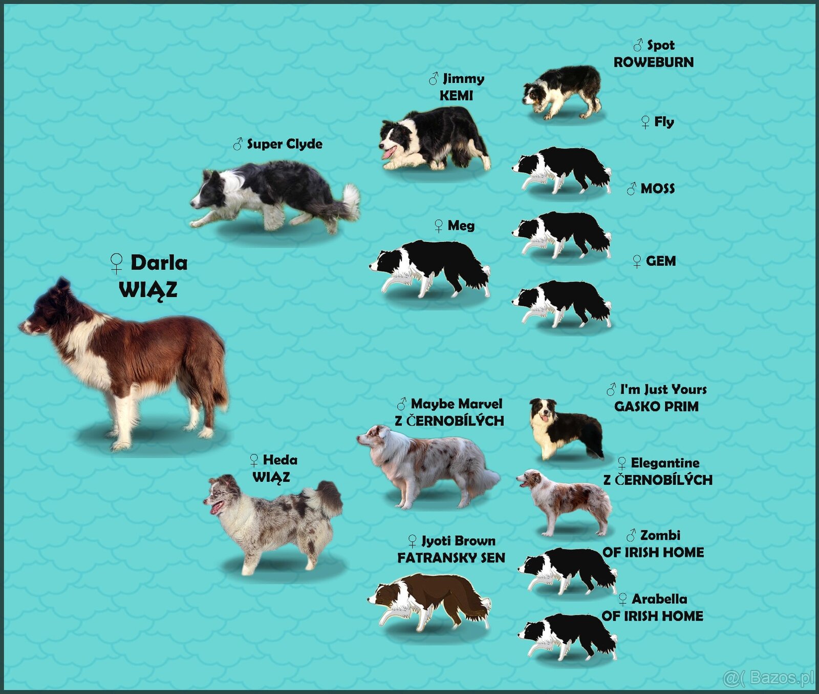 Rasowy Pies Border Collie - TONY z pełną dok. z hodowli do r - 5