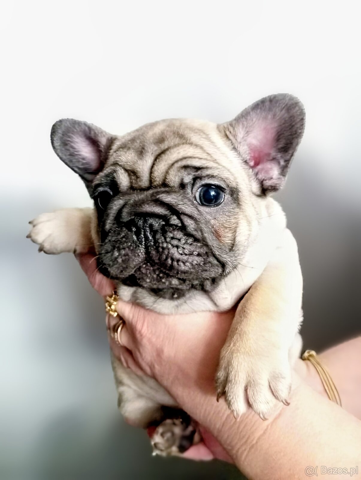 Buldog francuski - 5