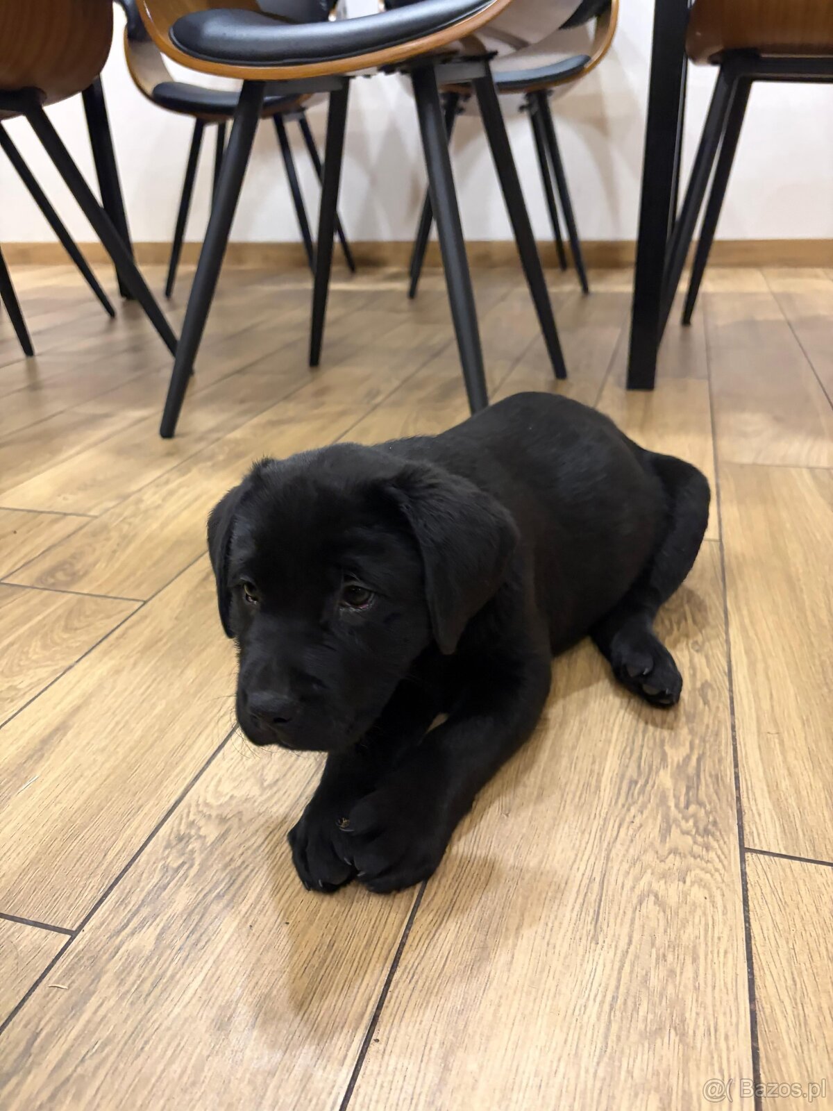 Labrador Retriever - 5