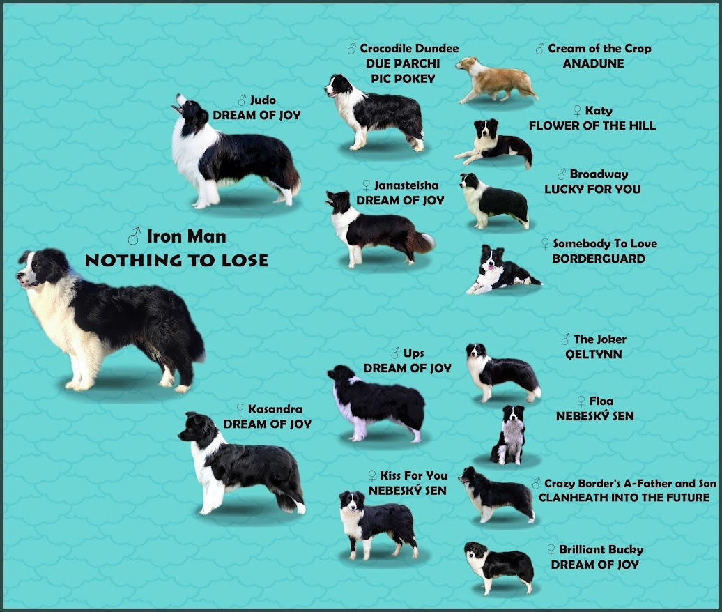 Reproduktor ZKwP FCI - Krycie - Border Collie - 5