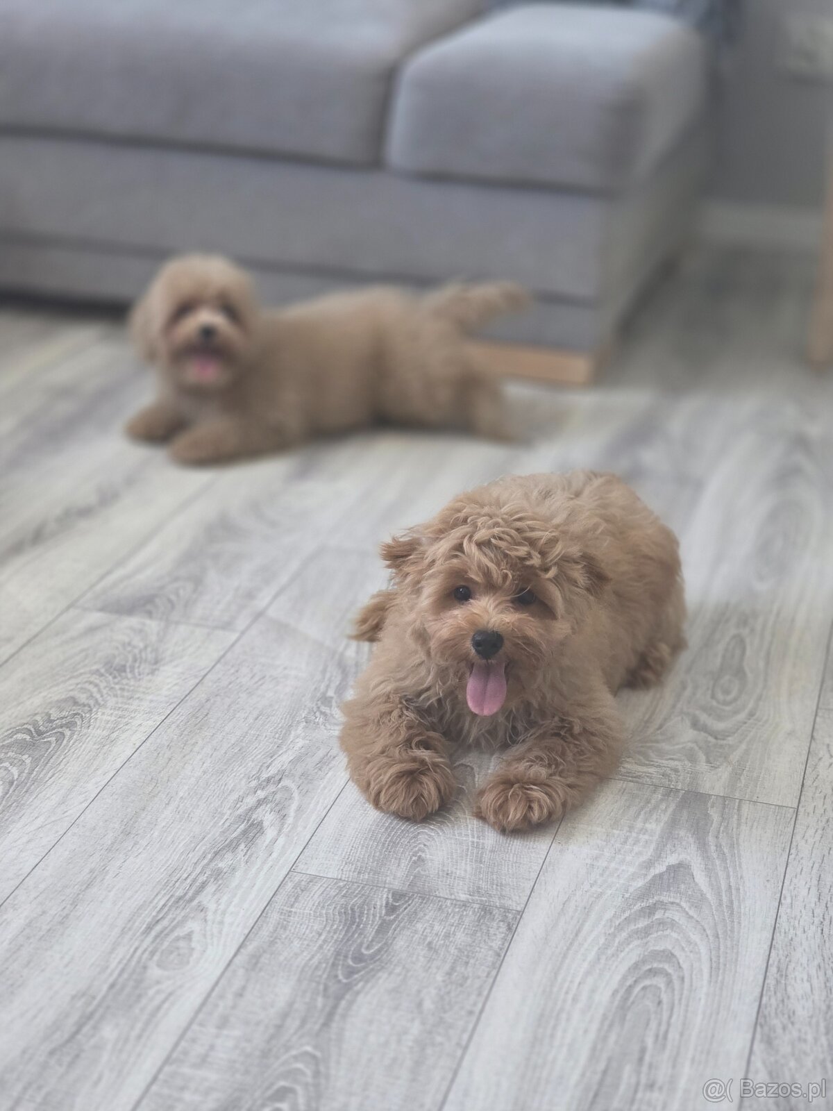 Maltipoo chłopiec - 5