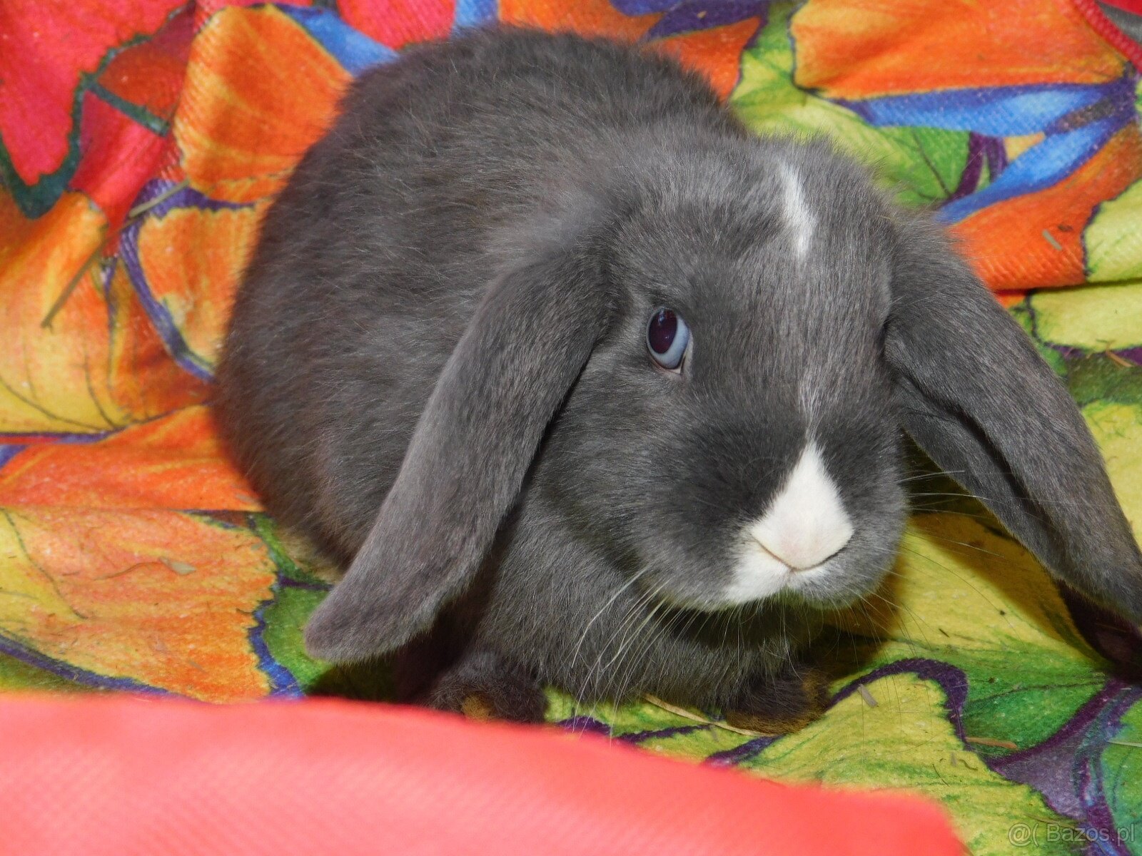 Baranki mini lop - 5