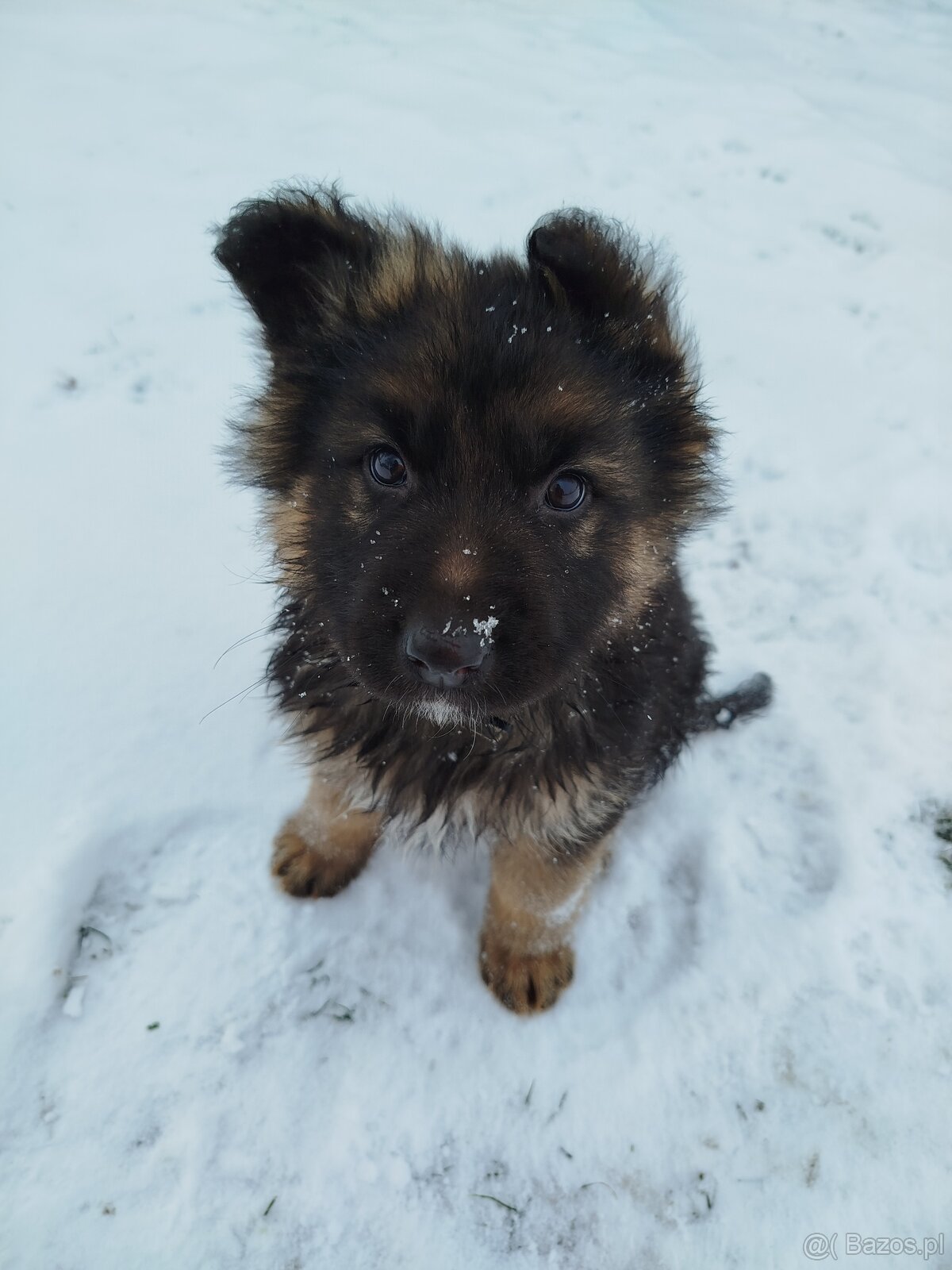 Owczarek niemiecki długowłosy - 5