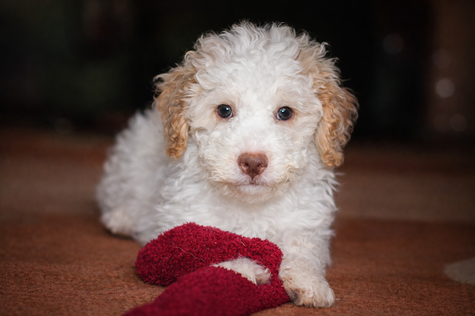 Lagotto Romagnolo z rodowodem – suczka - 5