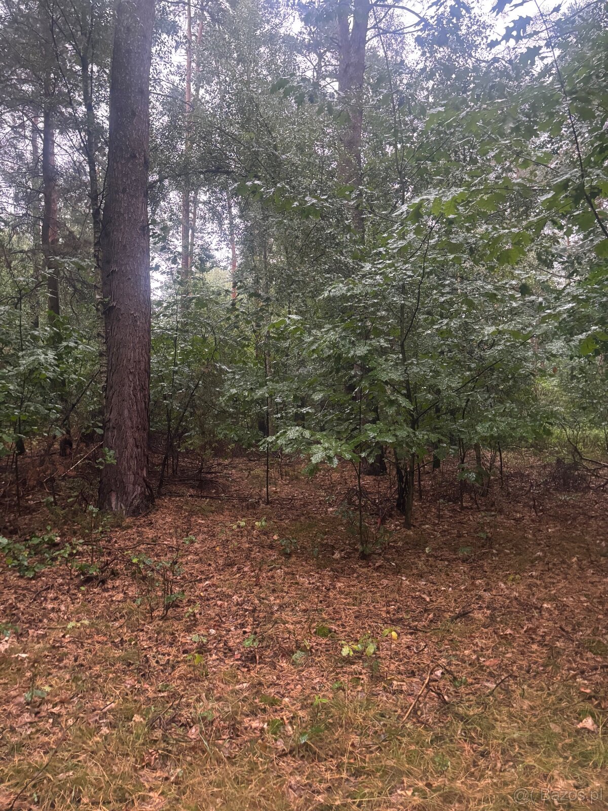 Działka leśna - 5