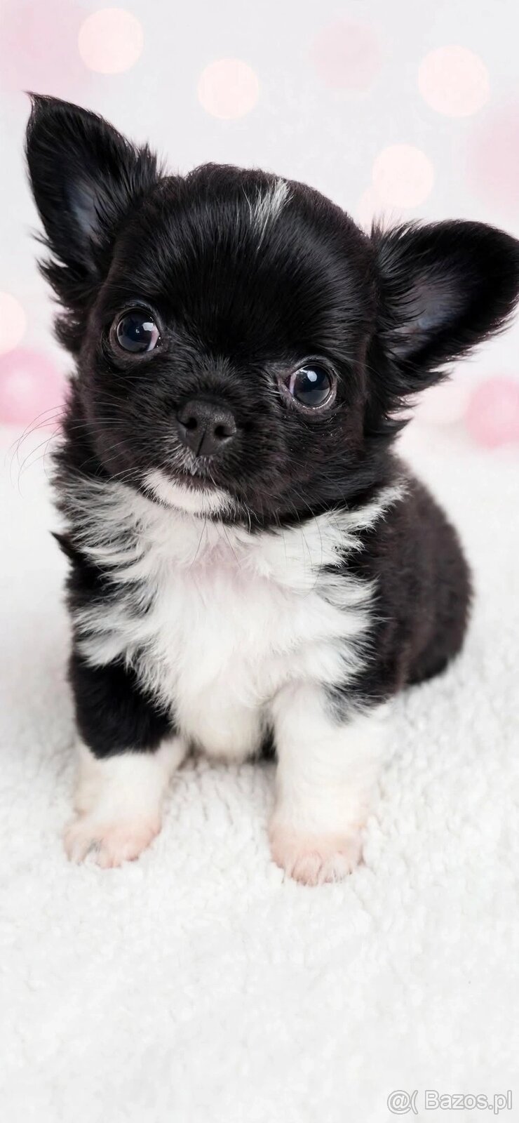Chiuhuahua długowłosa - 5