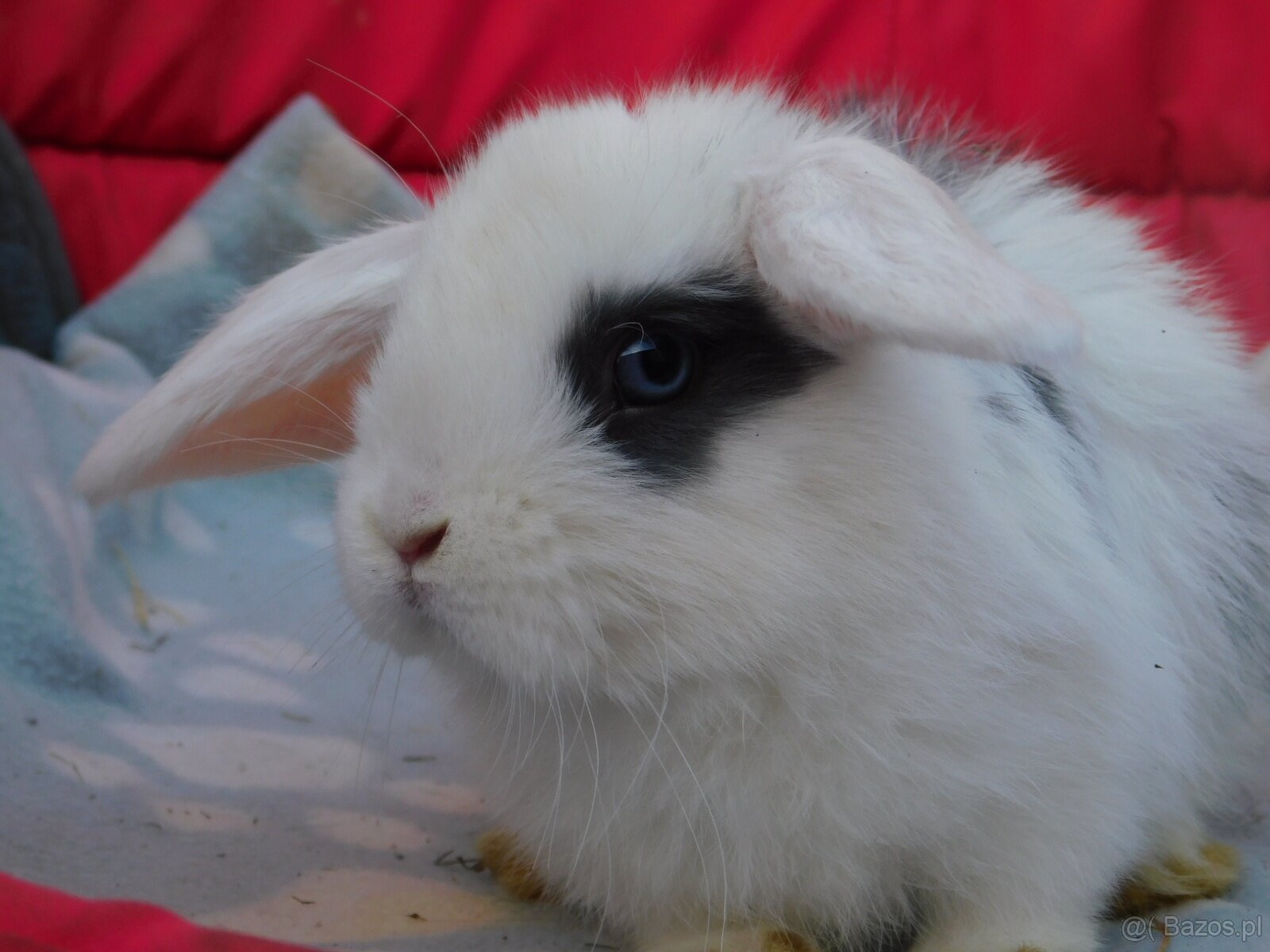 Mini lop baranki - 5