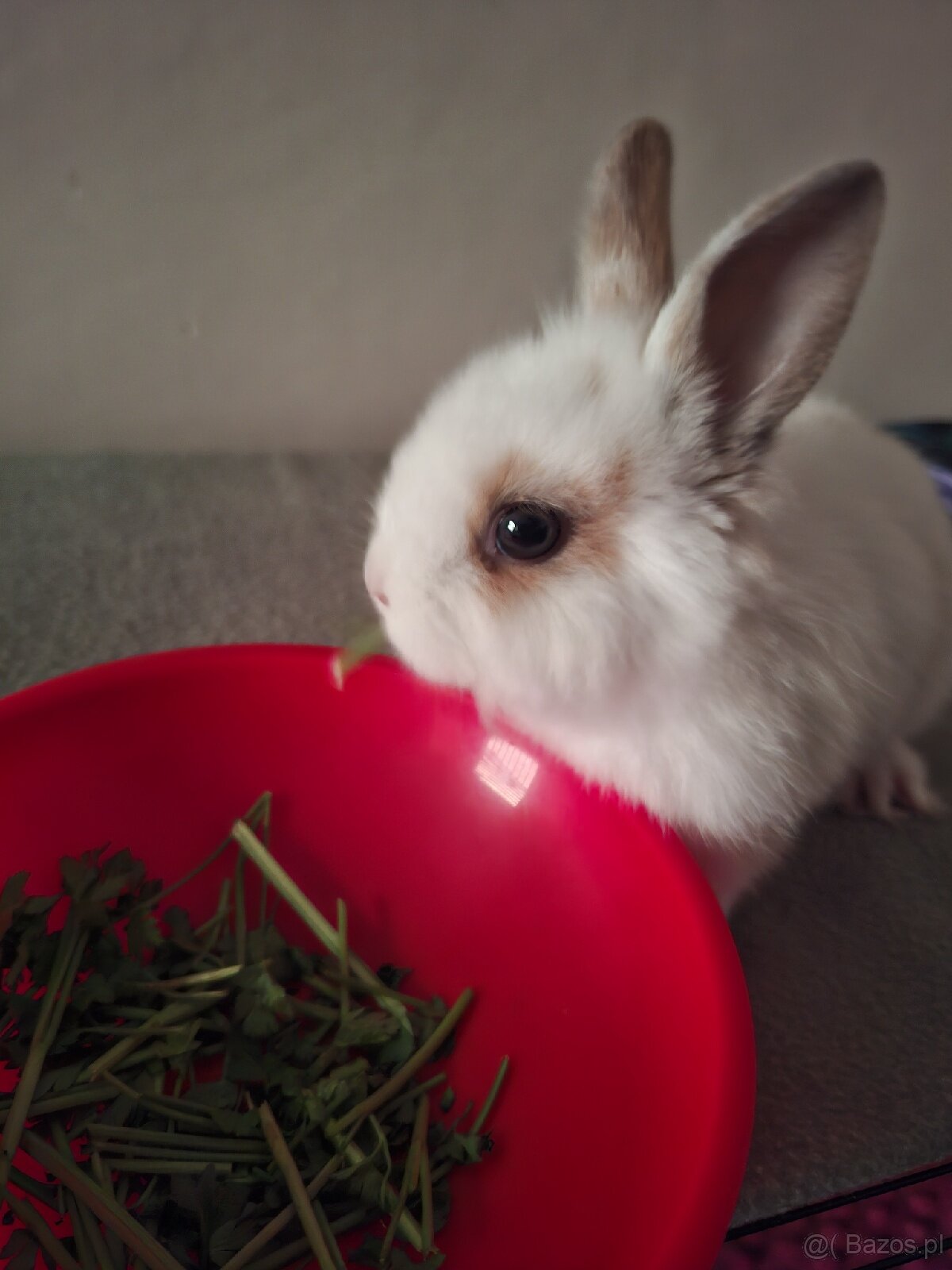 Kroliczek 2 mce - 5