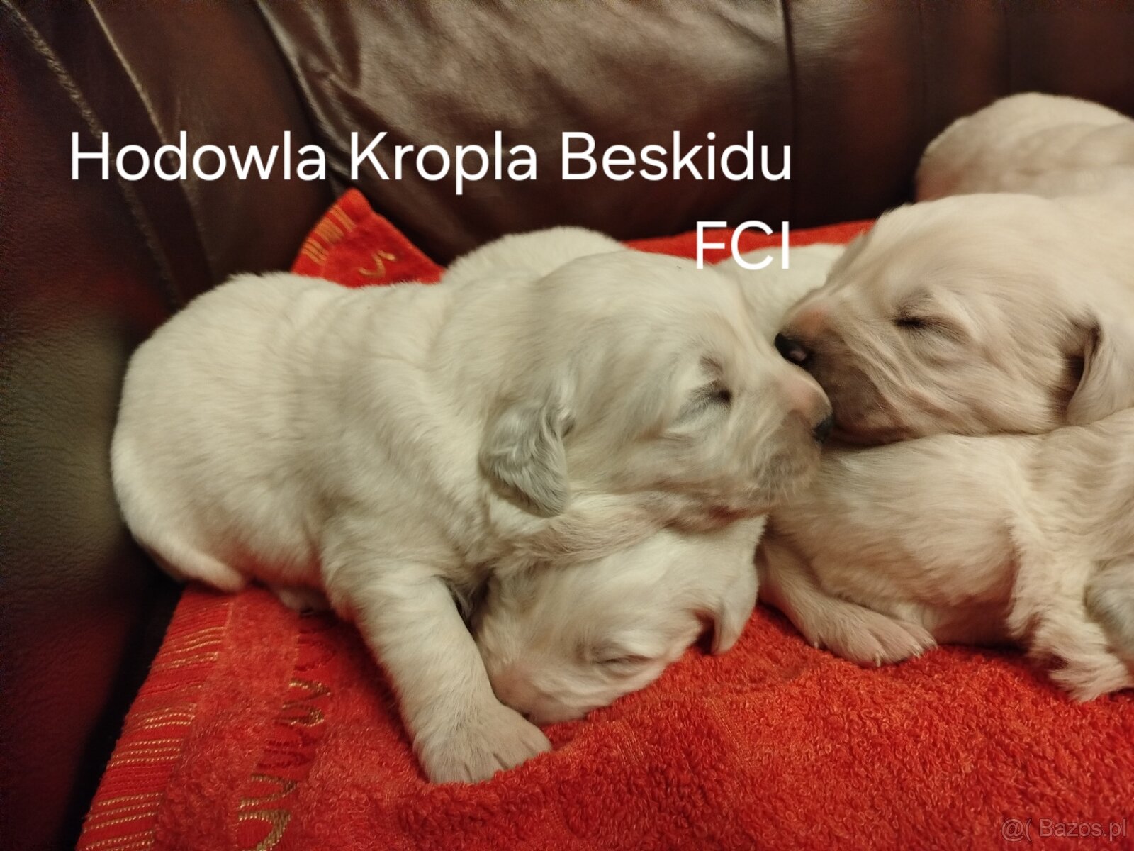 Polski Owczarek Podhalański FCI - 5