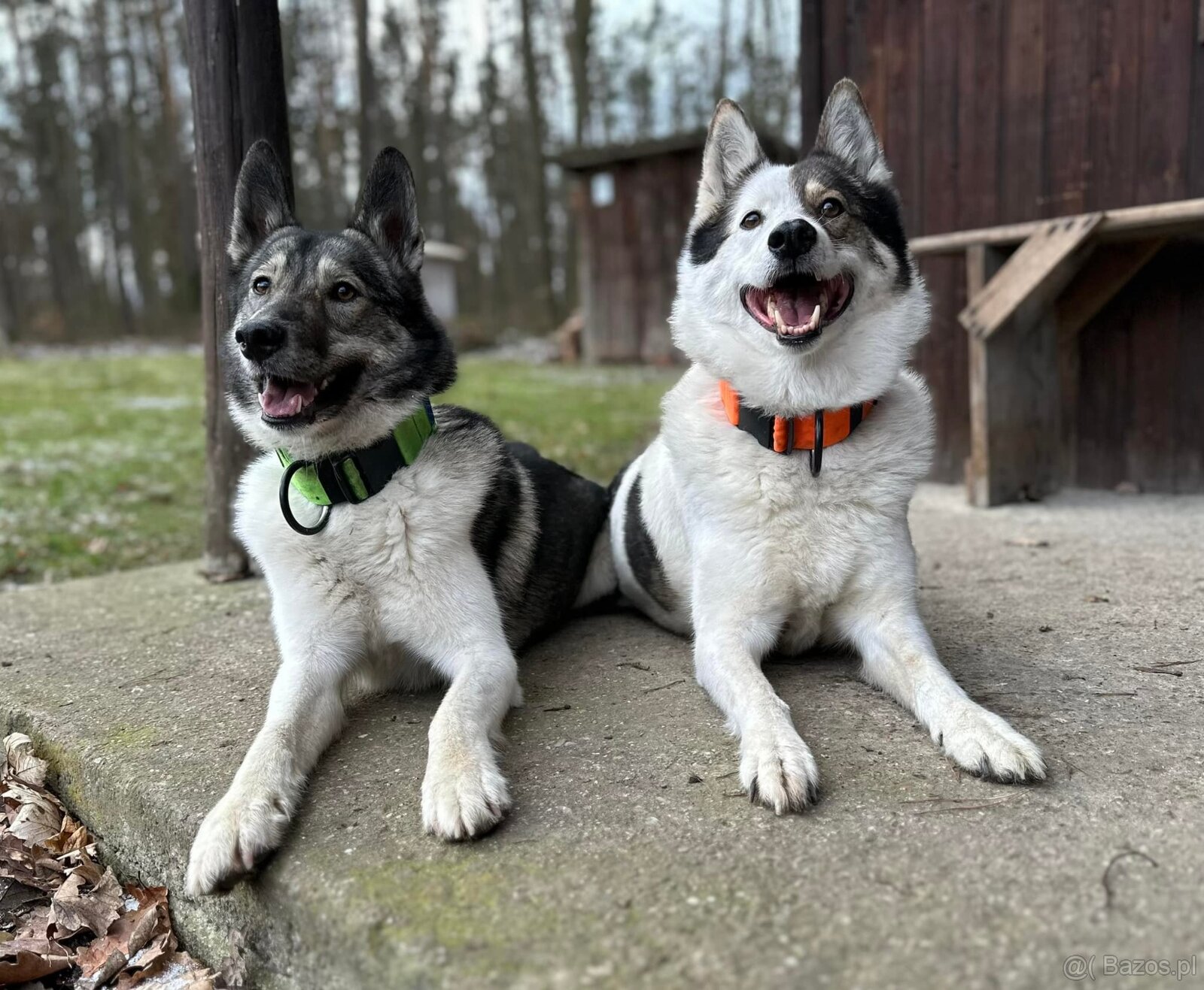 Łajka zachodniosyberyjska - 5