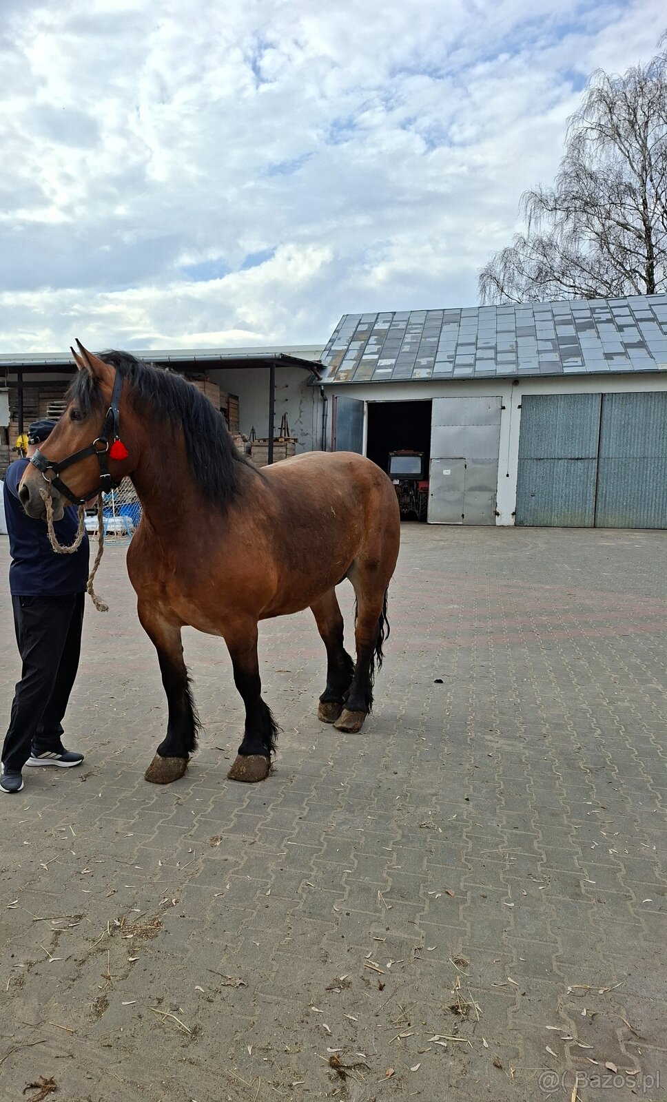 Klacz źrebna ze źrebakiem - 5