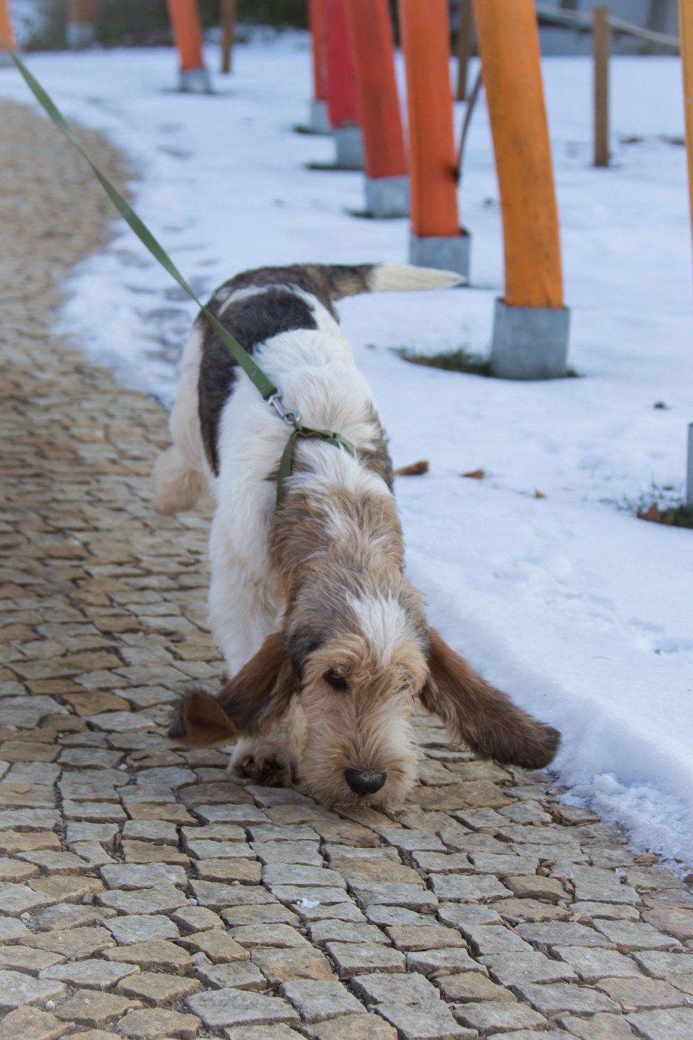 Grand basset griffon vendeen - 5
