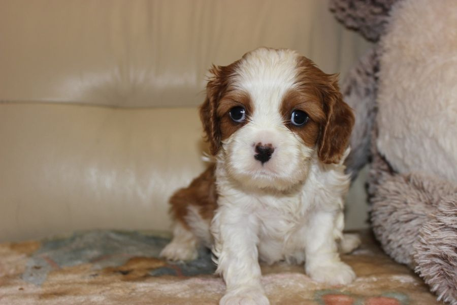 Cavalier King Charles Spaniel szczeniaczki ZKwP po CH.PL. - 5