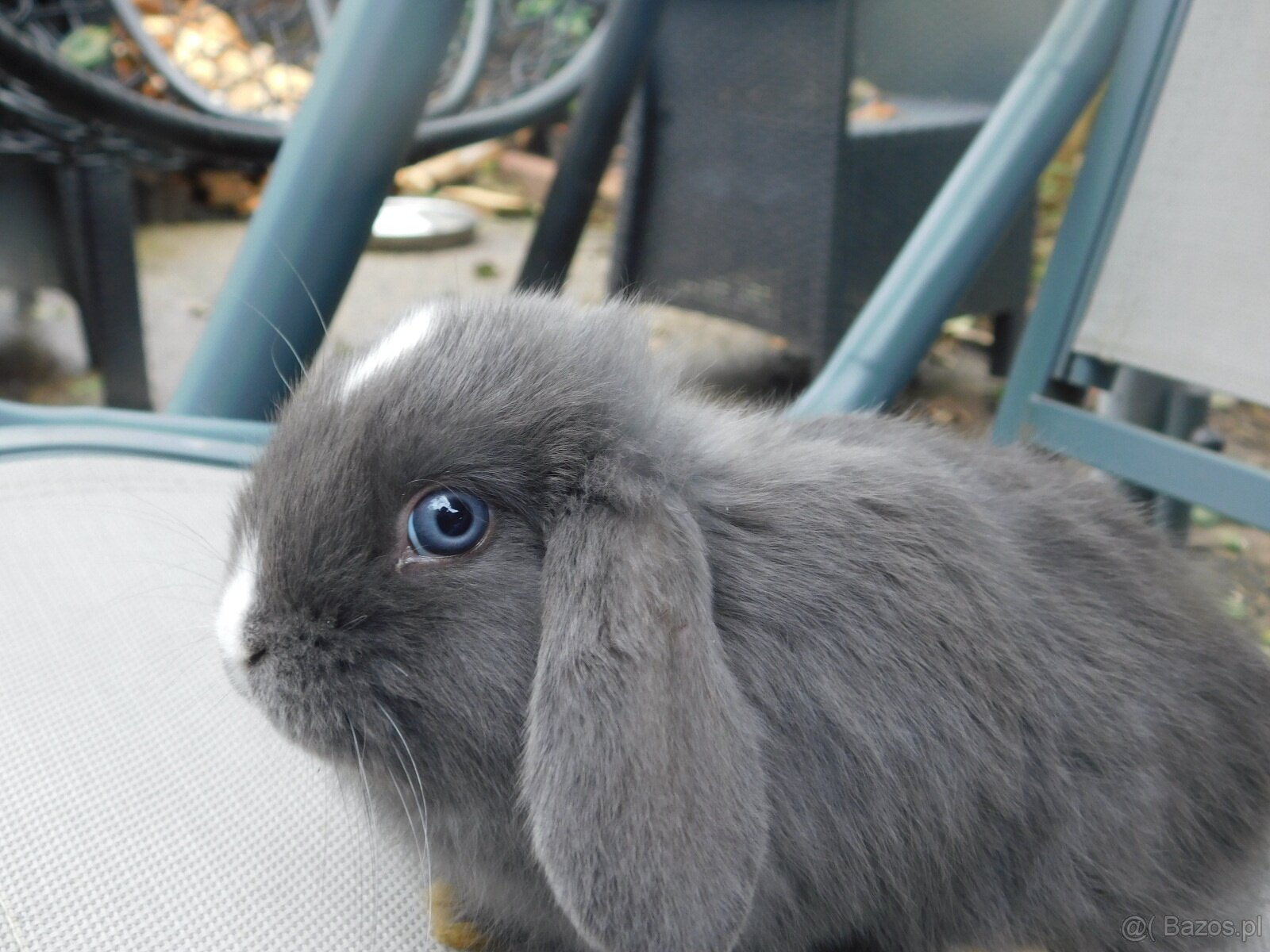 Piękne baranki mini lop niebieskie - 5
