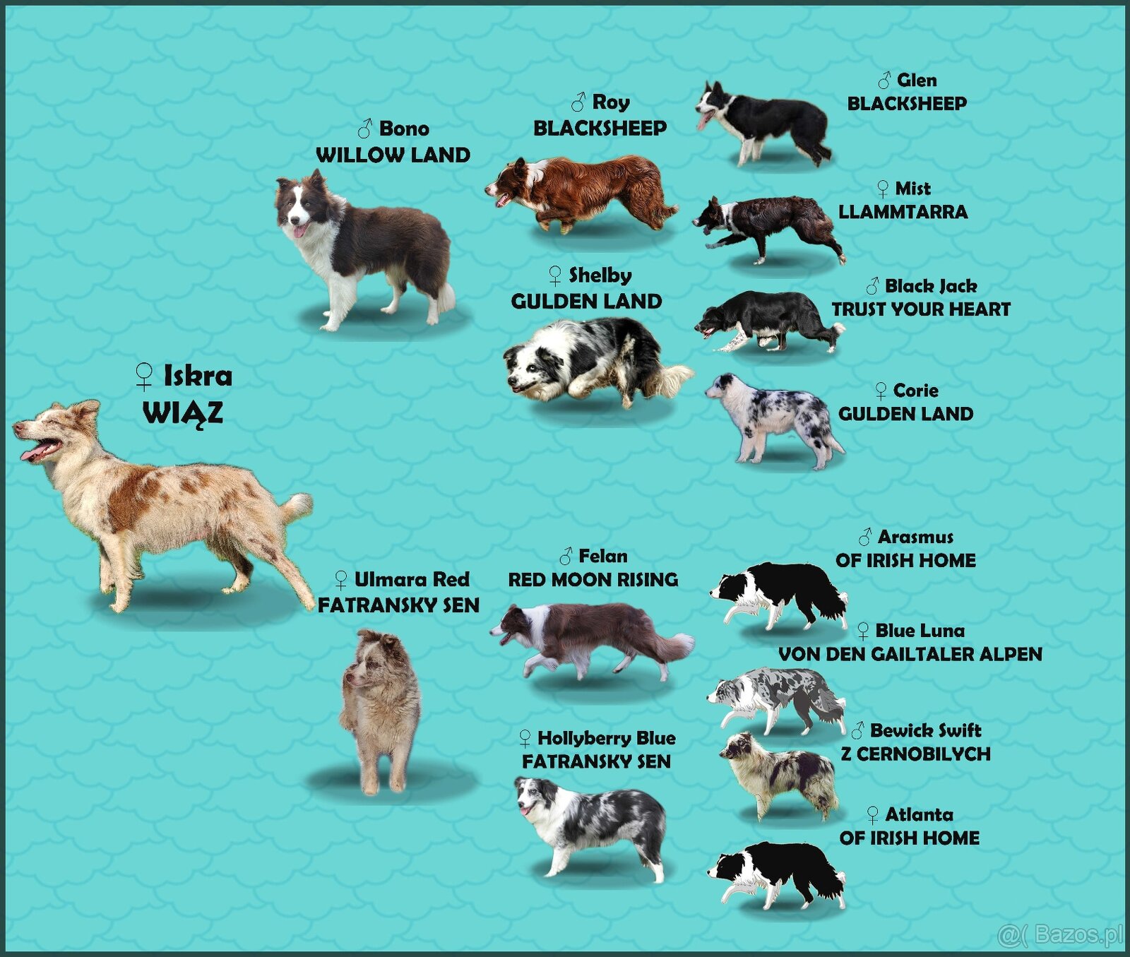 Wspaniała suczka blue-merle BORDER COLLIE - przebadani rodz, - 5