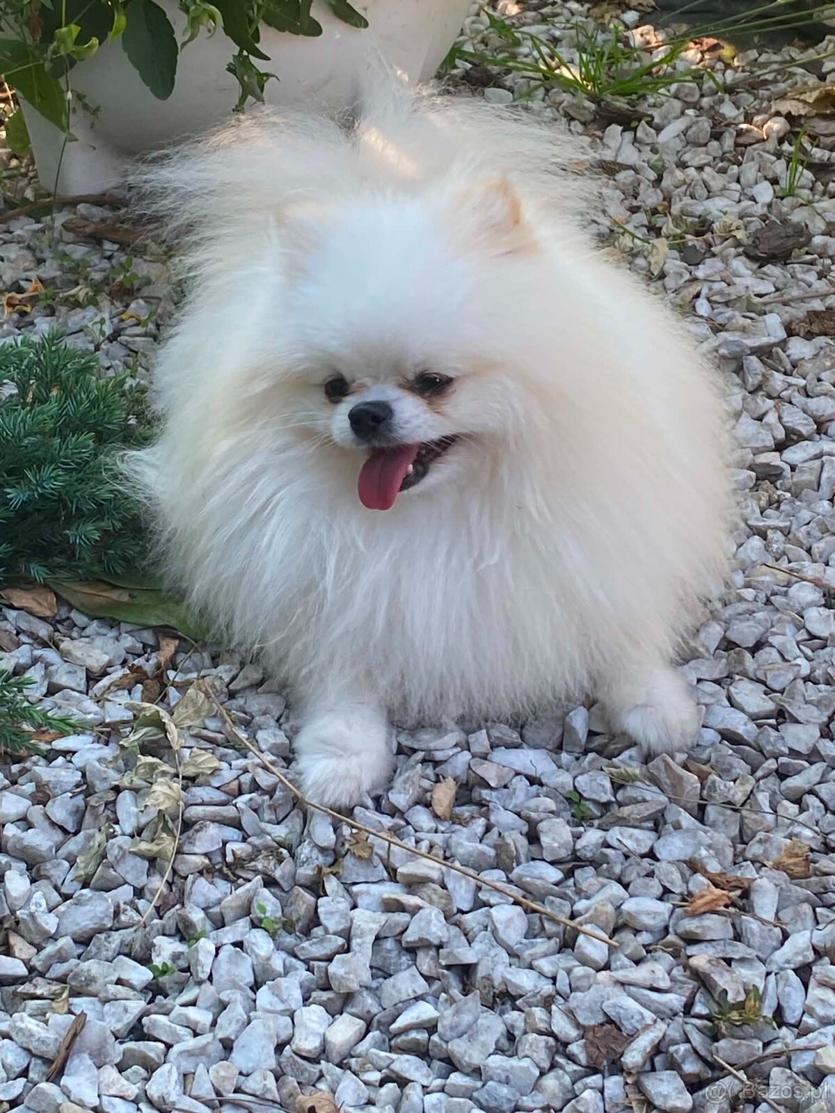 SZPIC MINIATUROWY POMERANIAN PIĘKNY MALUTKI BIAŁY REPRODUKTO - 5