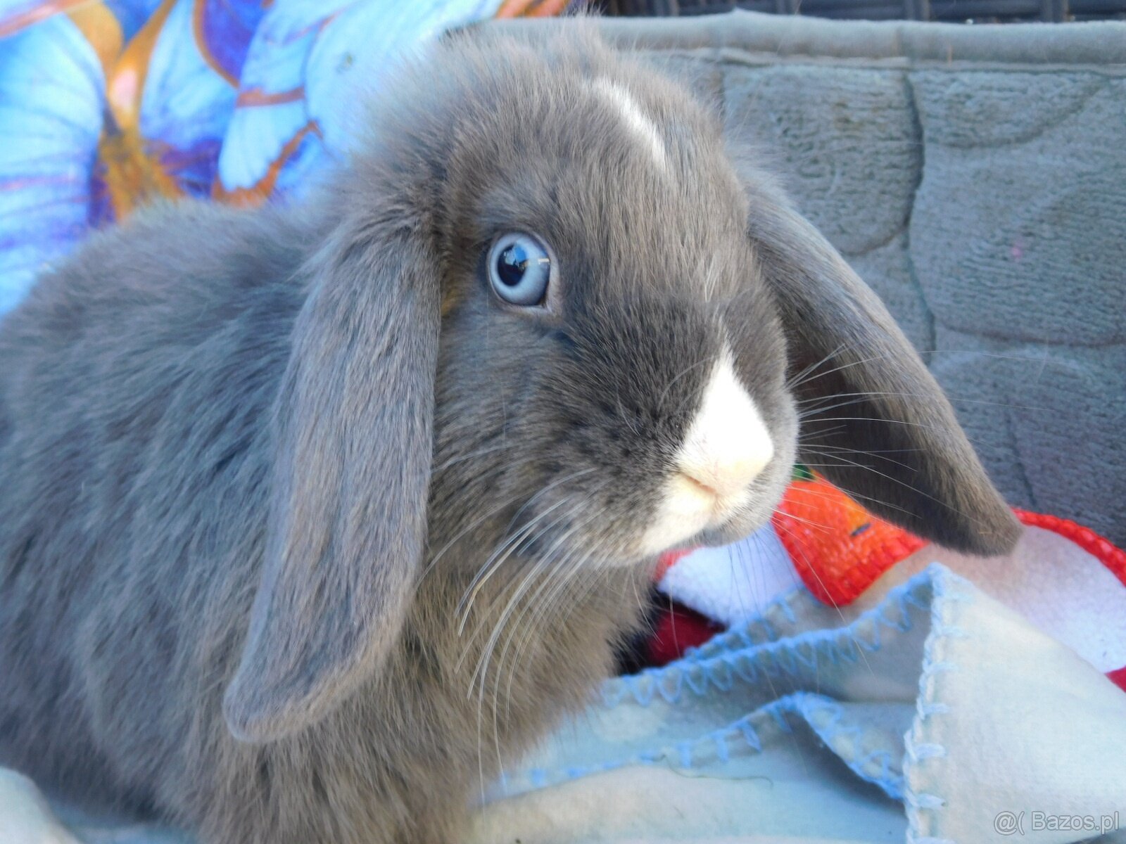 Niebieskie baranki mini lop samiczki - 5