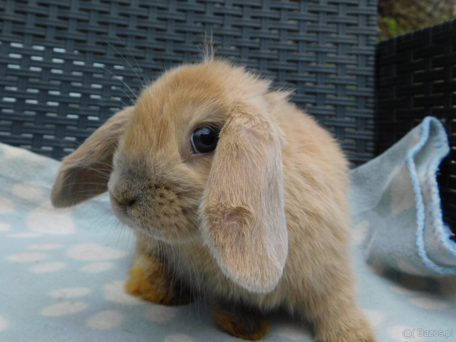 Niebieskie baranki mini lop samiczki - 5