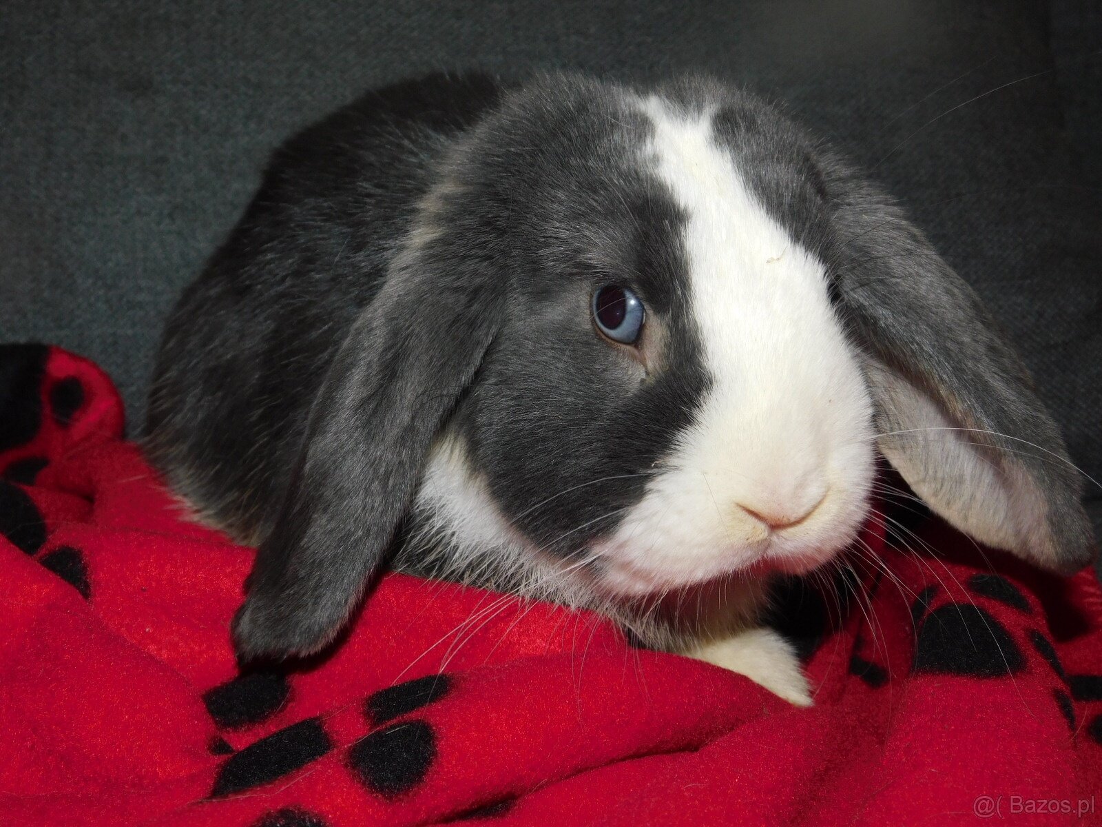 Baranki mini lop - 5