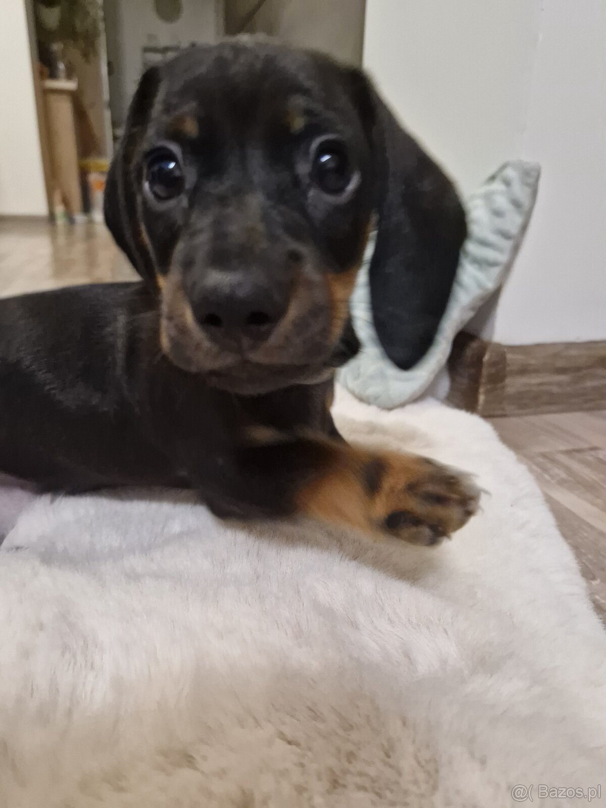 Szczeniak jamnik - 5